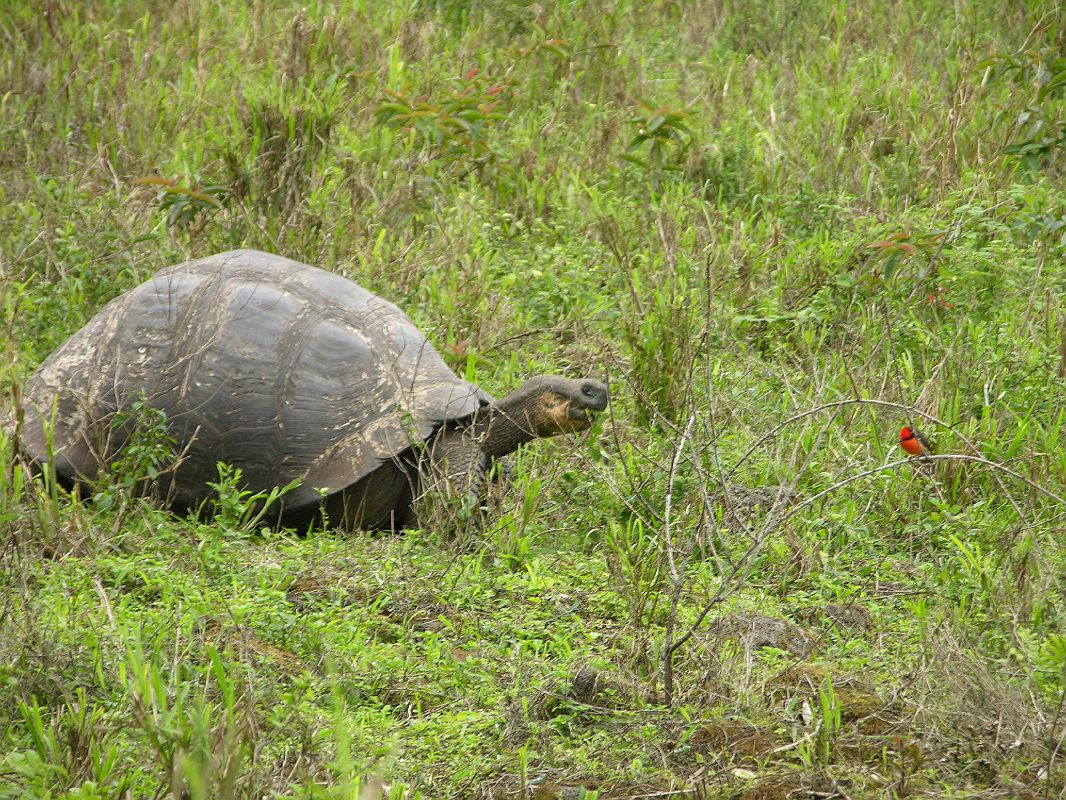 Galapagos 5-2-01 Santa Cruz Highlands Tortoise Reserve Tortoise and Vermilion Flycatcher